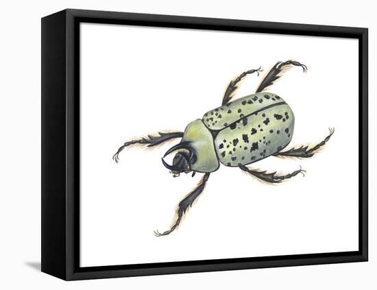 Rhinoceros Beetle (Dynastes Tityus), Unicorn Beetle, Insects-Encyclopaedia Britannica-Framed Stretched Canvas