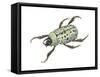 Rhinoceros Beetle (Dynastes Tityus), Unicorn Beetle, Insects-Encyclopaedia Britannica-Framed Stretched Canvas