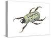 Rhinoceros Beetle (Dynastes Tityus), Unicorn Beetle, Insects-Encyclopaedia Britannica-Stretched Canvas