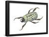 Rhinoceros Beetle (Dynastes Tityus), Unicorn Beetle, Insects-Encyclopaedia Britannica-Framed Poster