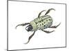 Rhinoceros Beetle (Dynastes Tityus), Unicorn Beetle, Insects-Encyclopaedia Britannica-Mounted Poster