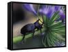 Rhinoceros Beetle, Papua New Guinea-Michele Westmorland-Framed Stretched Canvas