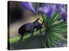Rhinoceros Beetle, Papua New Guinea-Michele Westmorland-Stretched Canvas