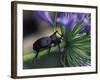 Rhinoceros Beetle, Papua New Guinea-Michele Westmorland-Framed Photographic Print