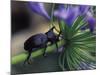 Rhinoceros Beetle, Papua New Guinea-Michele Westmorland-Mounted Photographic Print