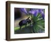 Rhinoceros Beetle, Papua New Guinea-Michele Westmorland-Framed Photographic Print