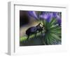 Rhinoceros Beetle, Papua New Guinea-Michele Westmorland-Framed Photographic Print