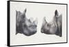 Rhinoceros Heads, Black Rhinoceros (Diceros Bicornis) and Rhinoceros (Genus)-null-Framed Stretched Canvas