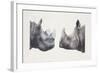 Rhinoceros Heads, Black Rhinoceros (Diceros Bicornis) and Rhinoceros (Genus)-null-Framed Giclee Print