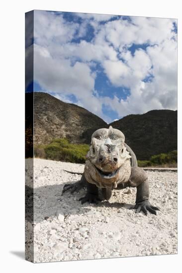 Rhinoceros Iguana (Cyclura Cornuta)-Reinhard Dirscherl-Stretched Canvas