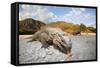 Rhinoceros Iguana (Cyclura Cornuta)-Reinhard Dirscherl-Framed Stretched Canvas