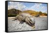 Rhinoceros Iguana (Cyclura Cornuta)-Reinhard Dirscherl-Framed Stretched Canvas