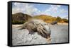 Rhinoceros Iguana (Cyclura Cornuta)-Reinhard Dirscherl-Framed Stretched Canvas