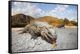 Rhinoceros Iguana (Cyclura Cornuta)-Reinhard Dirscherl-Framed Stretched Canvas