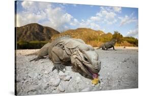 Rhinoceros Iguana (Cyclura Cornuta)-Reinhard Dirscherl-Stretched Canvas