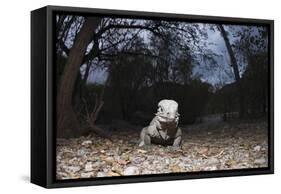 Rhinoceros Iguana (Cyclura Cornuta)-Reinhard Dirscherl-Framed Stretched Canvas