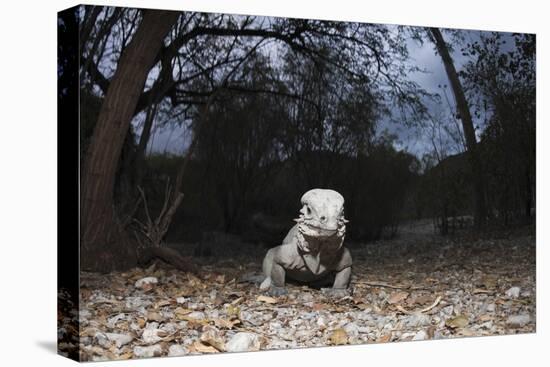 Rhinoceros Iguana (Cyclura Cornuta)-Reinhard Dirscherl-Stretched Canvas