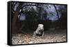 Rhinoceros Iguana (Cyclura Cornuta)-Reinhard Dirscherl-Framed Stretched Canvas