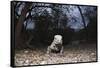 Rhinoceros Iguana (Cyclura Cornuta)-Reinhard Dirscherl-Framed Stretched Canvas