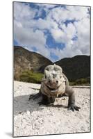 Rhinoceros Iguana (Cyclura Cornuta)-Reinhard Dirscherl-Mounted Photographic Print