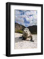 Rhinoceros Iguana (Cyclura Cornuta)-Reinhard Dirscherl-Framed Photographic Print