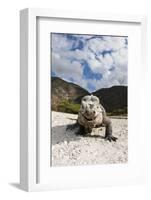 Rhinoceros Iguana (Cyclura Cornuta)-Reinhard Dirscherl-Framed Photographic Print