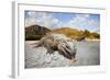 Rhinoceros Iguana (Cyclura Cornuta)-Reinhard Dirscherl-Framed Photographic Print