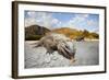 Rhinoceros Iguana (Cyclura Cornuta)-Reinhard Dirscherl-Framed Photographic Print