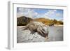 Rhinoceros Iguana (Cyclura Cornuta)-Reinhard Dirscherl-Framed Photographic Print