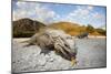 Rhinoceros Iguana (Cyclura Cornuta)-Reinhard Dirscherl-Mounted Photographic Print
