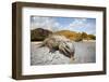 Rhinoceros Iguana (Cyclura Cornuta)-Reinhard Dirscherl-Framed Photographic Print