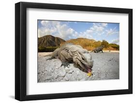 Rhinoceros Iguana (Cyclura Cornuta)-Reinhard Dirscherl-Framed Photographic Print