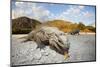 Rhinoceros Iguana (Cyclura Cornuta)-Reinhard Dirscherl-Mounted Photographic Print