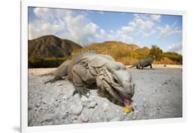 Rhinoceros Iguana (Cyclura Cornuta)-Reinhard Dirscherl-Framed Photographic Print