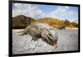 Rhinoceros Iguana (Cyclura Cornuta)-Reinhard Dirscherl-Framed Photographic Print