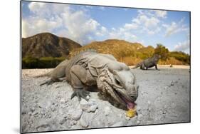 Rhinoceros Iguana (Cyclura Cornuta)-Reinhard Dirscherl-Mounted Photographic Print