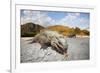 Rhinoceros Iguana (Cyclura Cornuta)-Reinhard Dirscherl-Framed Photographic Print