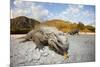 Rhinoceros Iguana (Cyclura Cornuta)-Reinhard Dirscherl-Mounted Photographic Print