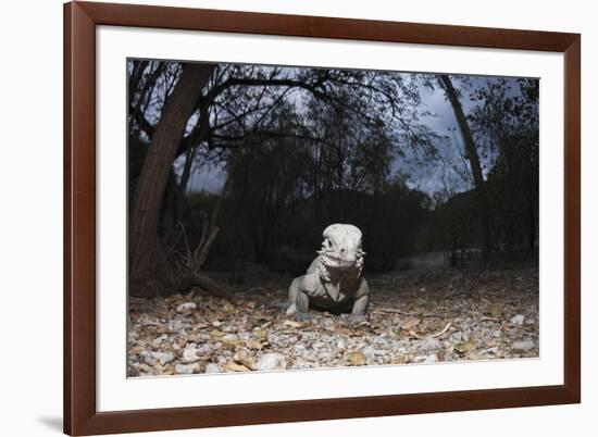 Rhinoceros Iguana (Cyclura Cornuta)-Reinhard Dirscherl-Framed Photographic Print