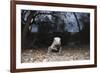 Rhinoceros Iguana (Cyclura Cornuta)-Reinhard Dirscherl-Framed Photographic Print