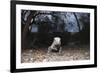 Rhinoceros Iguana (Cyclura Cornuta)-Reinhard Dirscherl-Framed Photographic Print