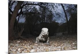 Rhinoceros Iguana (Cyclura Cornuta)-Reinhard Dirscherl-Mounted Photographic Print