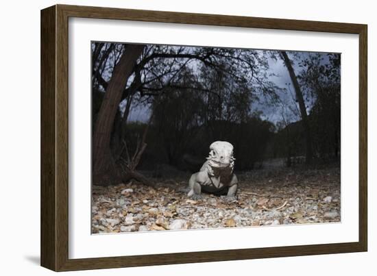 Rhinoceros Iguana (Cyclura Cornuta)-Reinhard Dirscherl-Framed Photographic Print