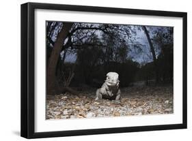 Rhinoceros Iguana (Cyclura Cornuta)-Reinhard Dirscherl-Framed Photographic Print