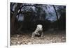 Rhinoceros Iguana (Cyclura Cornuta)-Reinhard Dirscherl-Framed Photographic Print