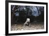 Rhinoceros Iguana (Cyclura Cornuta)-Reinhard Dirscherl-Framed Photographic Print