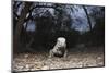 Rhinoceros Iguana (Cyclura Cornuta)-Reinhard Dirscherl-Mounted Photographic Print