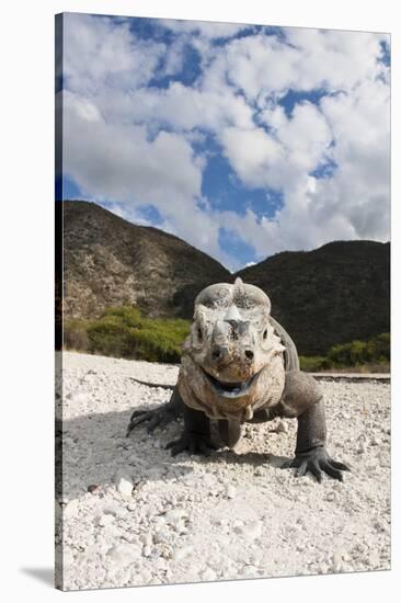 Rhinoceros Iguana (Cyclura Cornuta)-Reinhard Dirscherl-Stretched Canvas