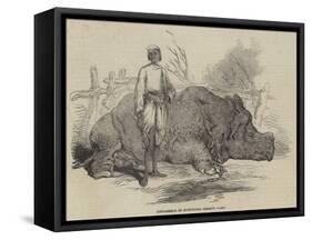 Rhinoceros in Rundheer Singh's Camp-null-Framed Stretched Canvas