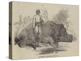 Rhinoceros in Rundheer Singh's Camp-null-Stretched Canvas